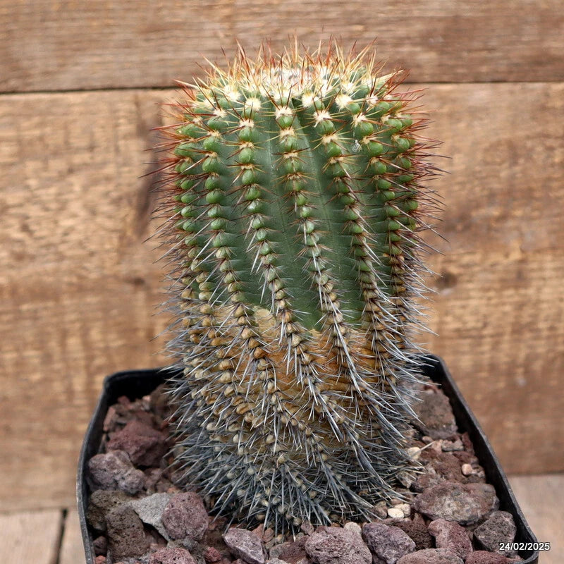 D3777 NOTOCACTUS RUTILANS pot14-H17-W9 cm MaMa cactus Green Plant