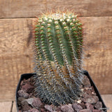 D3777 NOTOCACTUS RUTILANS pot14-H17-W9 cm MaMa cactus Green Plant