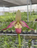 Phragmipedium Ainsworthii Pink White Big Flower Orchid New Divisions 3Ó Pot Flowering Plants