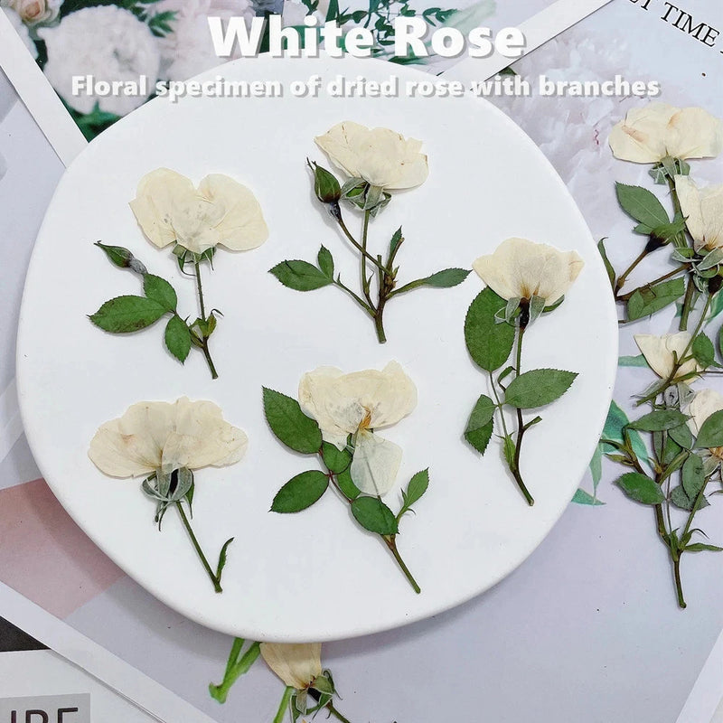 Pressed dried white rose set with leaves and stems, 12 pcs