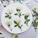 12PCS real dried side Pressed rose flower with leaves and stem, flower FHT33 Dried Flower