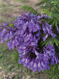 50 Bonsai Jacaranda Mimosifolia Blue Flamboyant Rare Flowering Tree Seeds Orchids