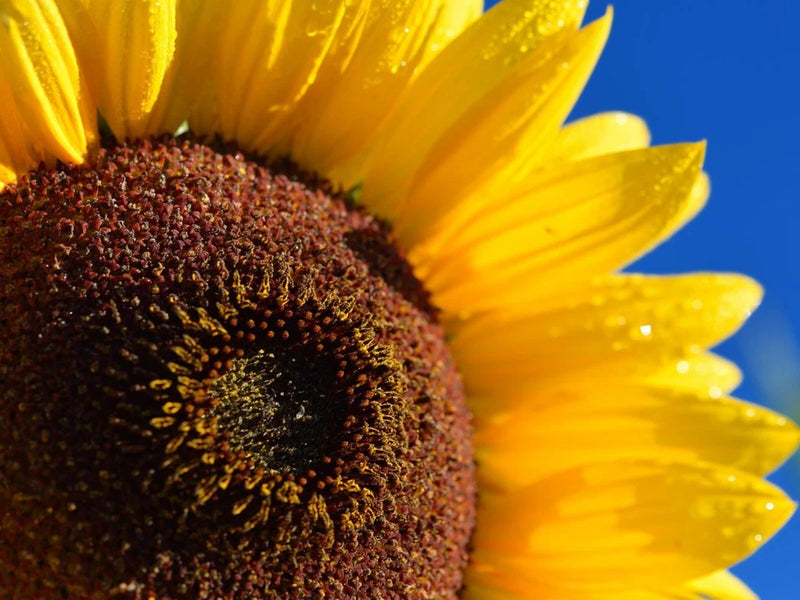Skyscraper Sunflowers - Seeds - Organic - Non Gmo - Heirloom Seeds Ð Flower Seed Sunflower