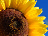 Skyscraper Sunflowers - Seeds - Organic - Non Gmo - Heirloom Seeds Ð Flower Seed Sunflower