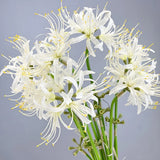 6 Sets 67 CM Lycoris Radiata Artificial Spider Lily Flowers Stonegarlic Clust... Lily