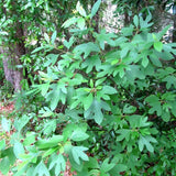 2  Sassafras  (Sassafras Albidum) Tree  Bare Root Green Plant