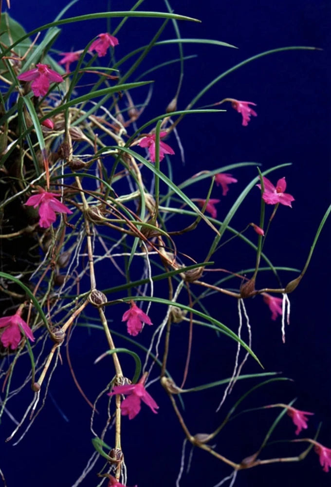 Neolauchea pulchella - Brazilian Orchid Species - Mounted Orchids