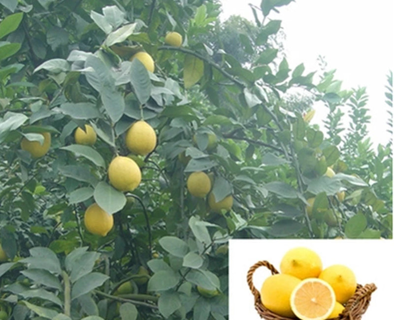 20 SEEDS for YELLOW center LEMON citrus bush garden plant tree USA Seller Garden Plants