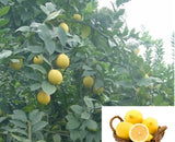 20 SEEDS for YELLOW center LEMON citrus bush garden plant tree USA Seller Garden Plants