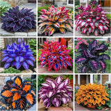 200+ Hosta Seeds for Planting - Perennial Garden Decoration Garden Plants