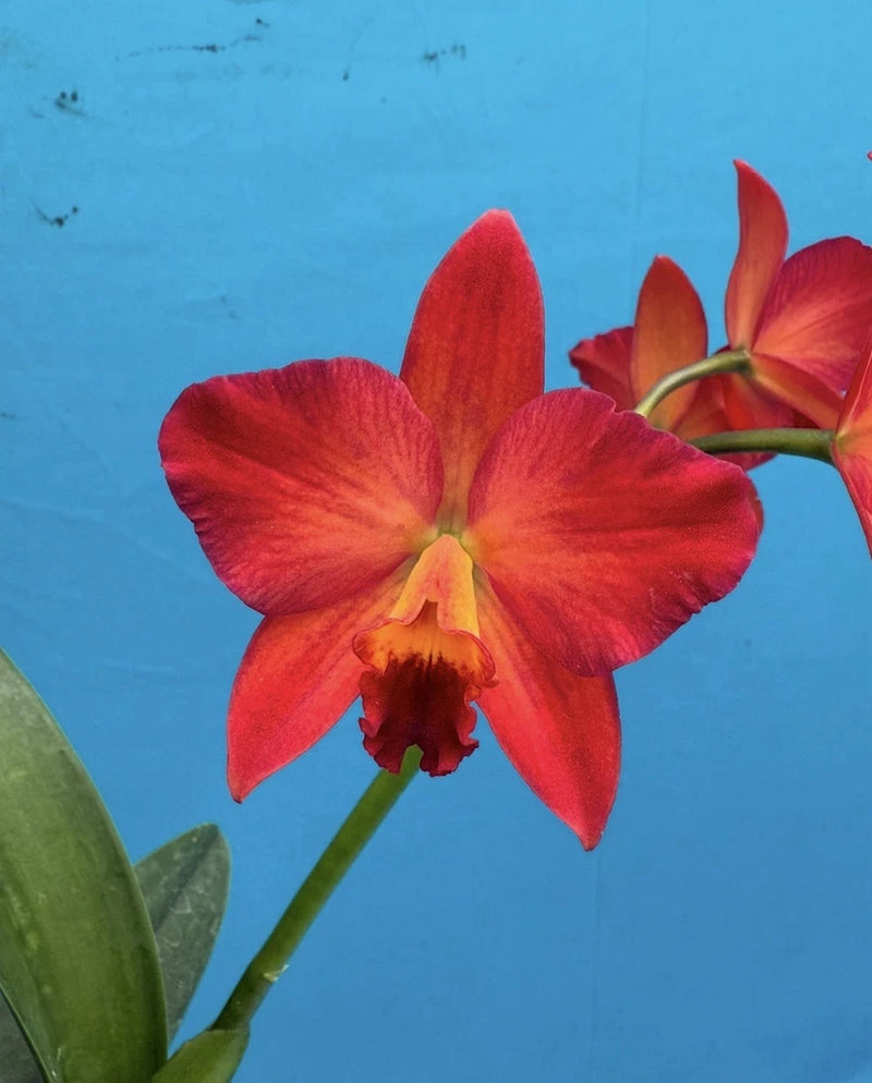 Red-orange orchid flower bloom with three broad petals and yellow center