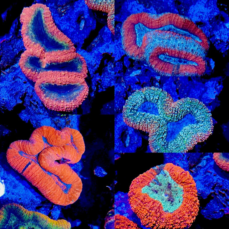 Beautiful 3Ó Australian Lobophyllia Live Coral Anemone