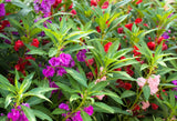 100 IMPATIENS (Balsam / Lady Slipper / Touch Me Not) Impatiens Balsamina Flower Flowering Plants