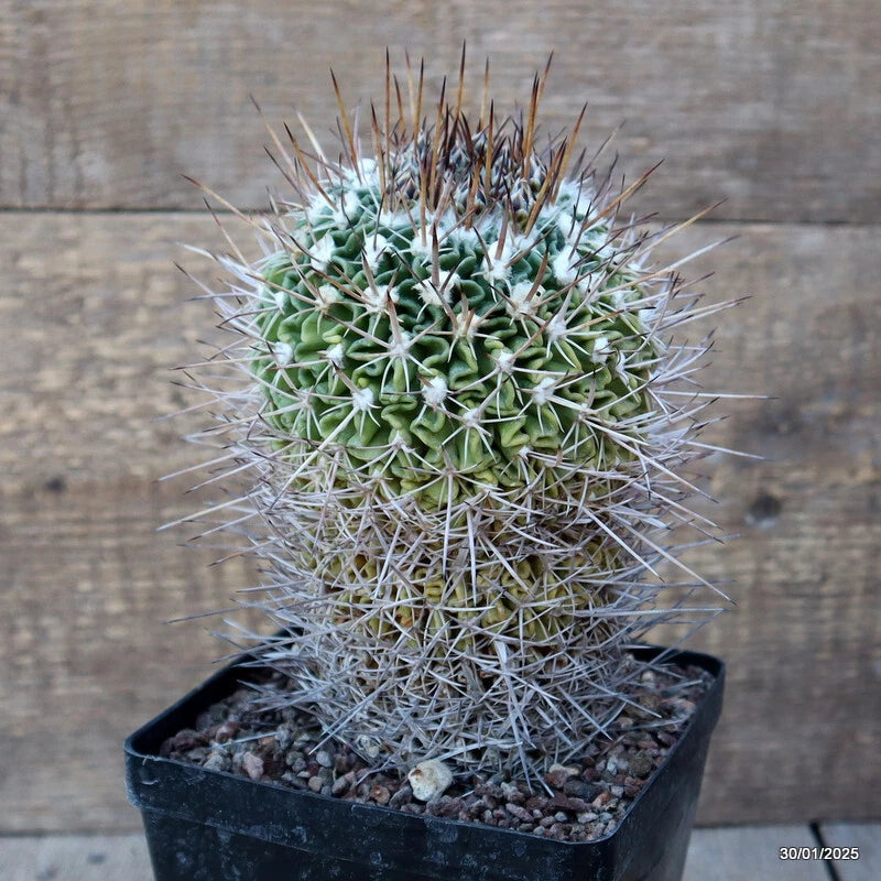 Potted green cactus with long spines in a black square planter