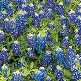 BENARTEX #3000S 108 QUILT BACKING "BLUE BONNETS" BTY Flowering Plants