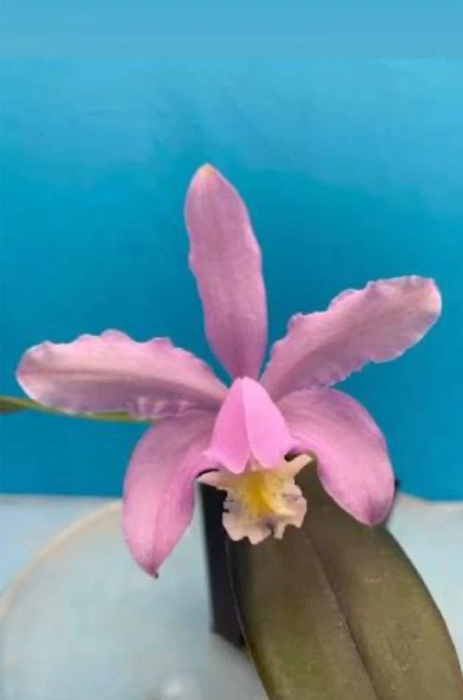 Pink orchid flower with white accents in small pot