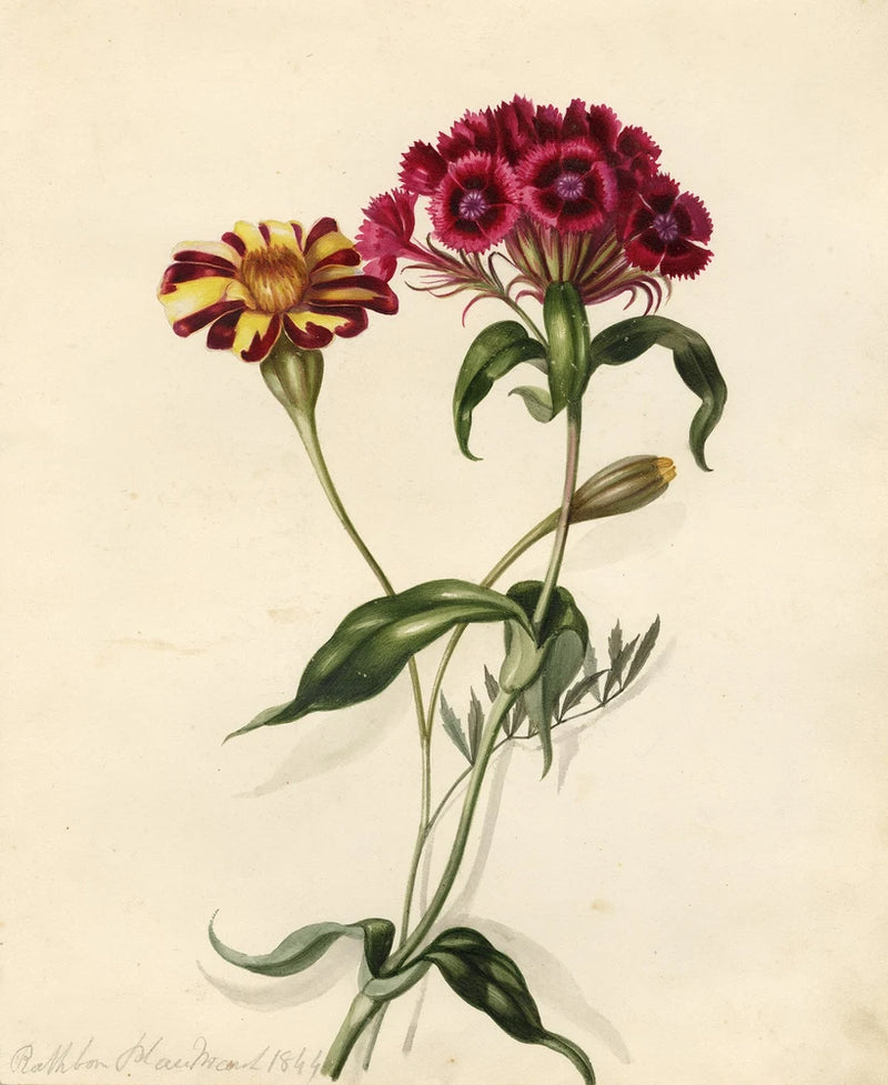 Antique botanical drawing of two carnations, burgundy and yellow blooms with green leaves