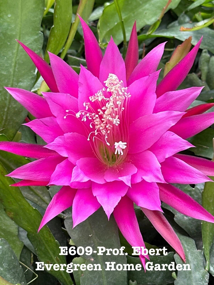 Pink epiphyllum orchid cactus flower with green leaves, centered bloom