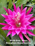 Pink epiphyllum orchid cactus flower with green leaves, centered bloom