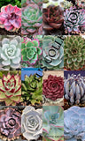 MIXED ECHEVERIA SEED variety rare plant exotic succulent seed flowering 50 seeds Flowering Plants