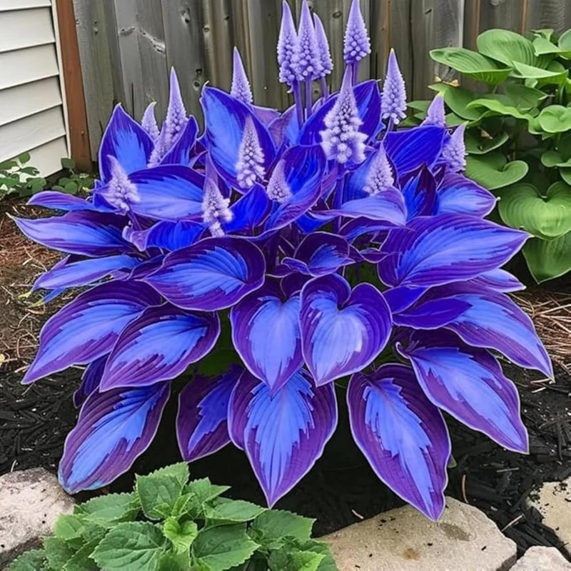 Hosta Seeds Mix 100pcs‰ÛÒ Beautiful Shade Perennial Plants ‰ÛÒ Easy to Plant red Garden Plants