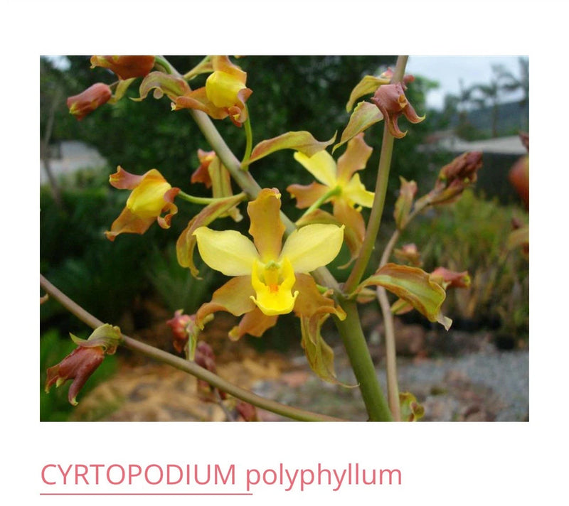Live Cyrtopodium orchid with yellow-orange flowers and green stems