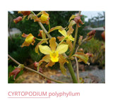 Orchid live Cyrtopodium polyphyllum - bare root Orchids