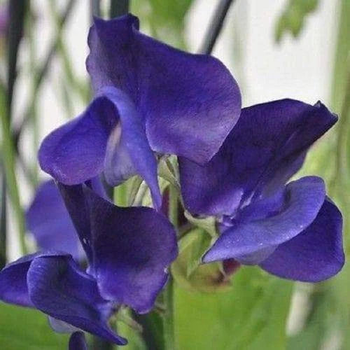 Royal Navy Blue Sweet Pea Seeds | Blue - Purple Flowers | Free Shipping | 1208 Flowering Plants