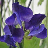 Royal Navy Blue Sweet Pea Seeds | Blue - Purple Flowers | Free Shipping | 1208 Flowering Plants