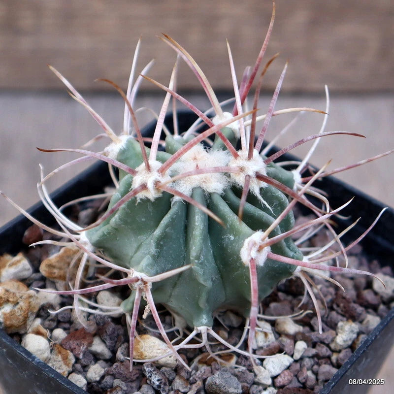 D2396 ECHINOCACTUS PARRYI CIUDAD JUAREZ pot8-H5-W5 cm MaMa Cactus Green Plant