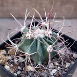 D2396 ECHINOCACTUS PARRYI CIUDAD JUAREZ pot8-H5-W5 cm MaMa Cactus Green Plant