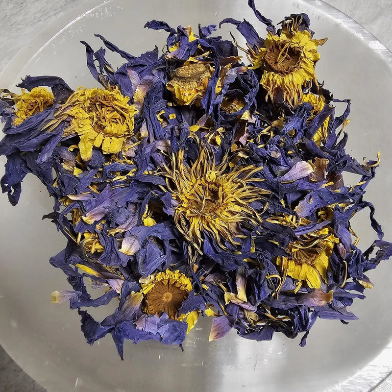 Lotus Egyptian Blue Flower Lily