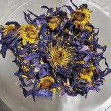 Lotus Egyptian Blue Flower Lily