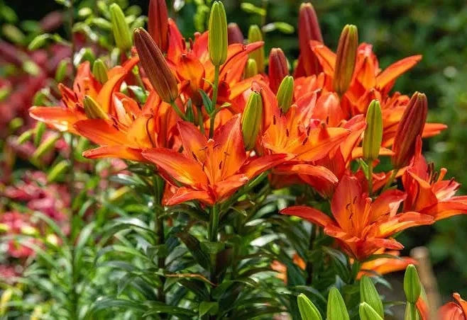 6 pack Orange Tiger Lillies. Live Plants. Ready for your Garden, flower beds Flowering Plants