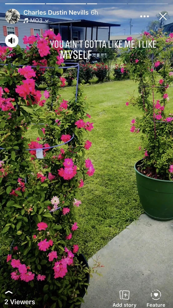 Pink rose cuttings with flowering stems in black nursery pots