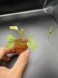 Lepanthes saltatrix, Large Mature Flowering Specimen, Terrarium, Orchids, Rare! Orchids