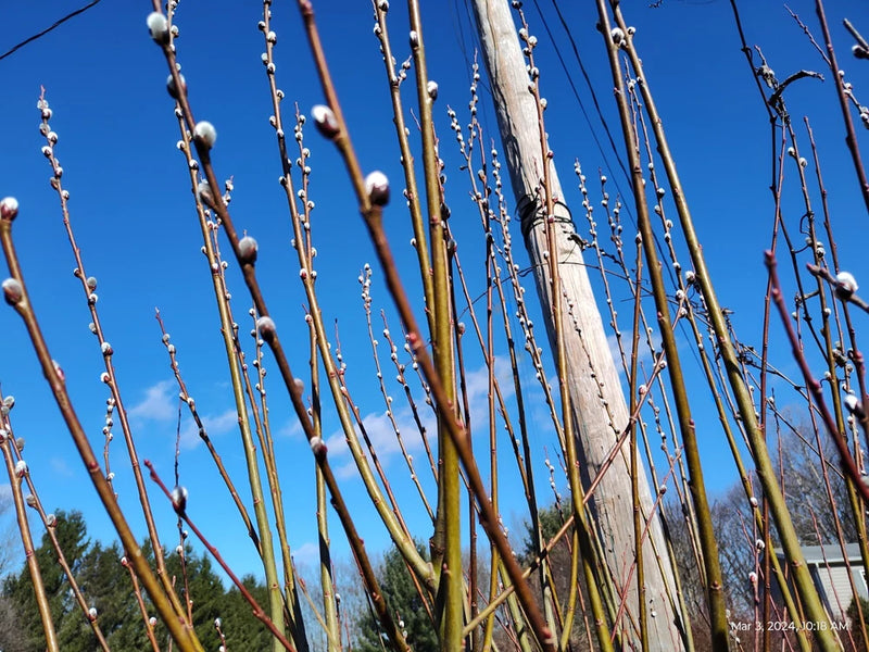 Dried pussy willow cuttings with slender branches and small white-gray catkins