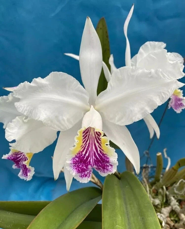White orchid blooms with purple center stripes and green leaves on a plant