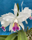 White orchid blooms with purple center stripes and green leaves on a plant