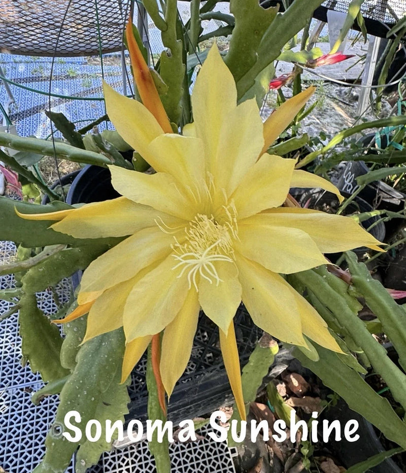 Yellow epiphyllum orchid cactus bloom with star-shaped petals and long stamens