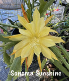 SONOMA SUNSHINE Epiphyllum Orchid Cactus Succulents Orchids