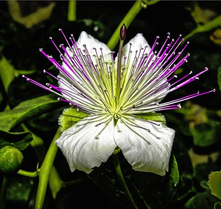 Caper Bush (Capparis Spinosa) Fresh Seeds Flowering Plants