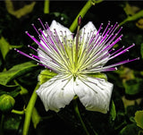 Caper Bush (Capparis Spinosa) Fresh Seeds Flowering Plants