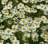 GERMAN CHAMOMILE SEEDS 2000+ fragrant GARDEN annual HERB tea FREE SHIPPING Garden Plants