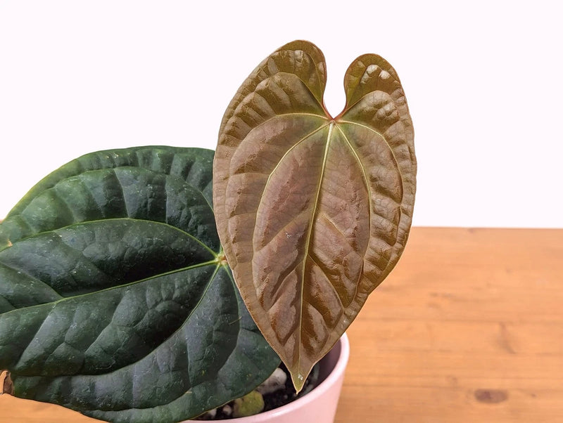 Potted anthurium plant with glossy green leaves and heart-shaped reddish-brown foliage