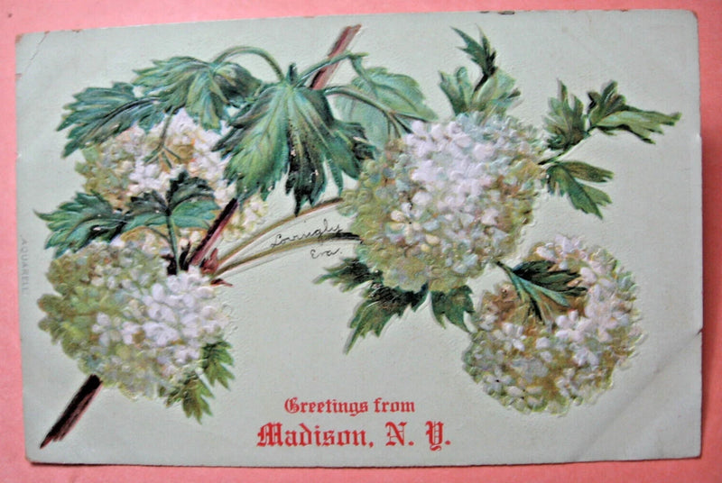 1907 Greetings from Madison, N.Y. Postcard with Hydrangea(?) Hydrangea