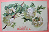 1907 Greetings from Madison, N.Y. Postcard with Hydrangea(?) Hydrangea