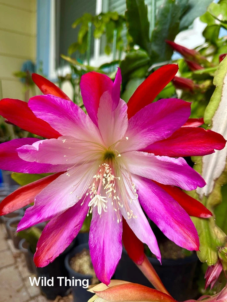 Orchid epiphyllum cutting with large pink and red flower blooms