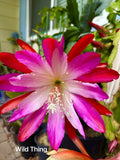 Wild Thing epiphyllum cutting Orchids