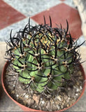 Eriosyce ihotzkyanae--Ariocarpus /Astrophytum myriostigma /gardening supplies Garden Plants